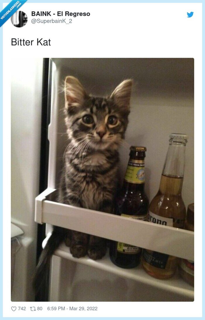 bitter kat,bitter kas,gato,cat