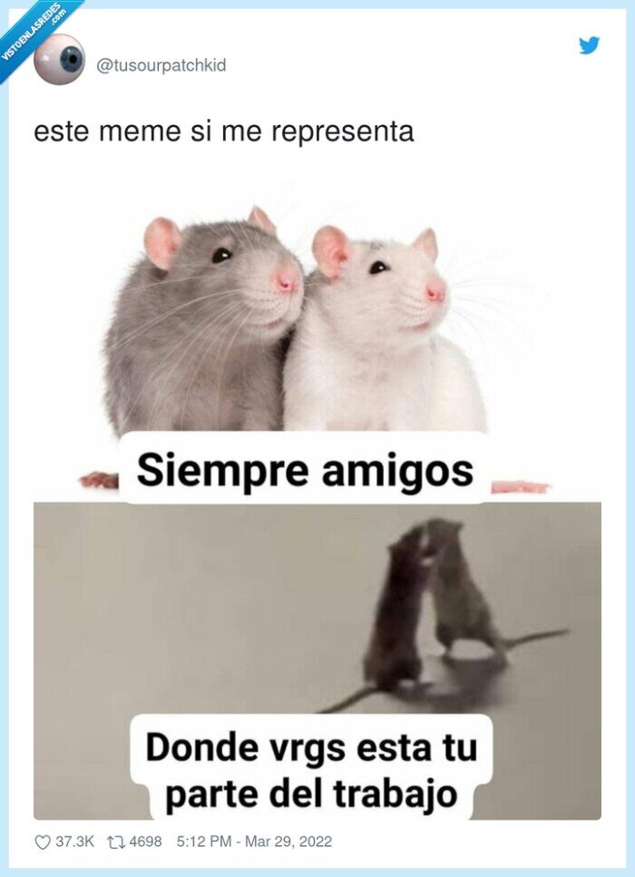 ratas,pelea,trabajo