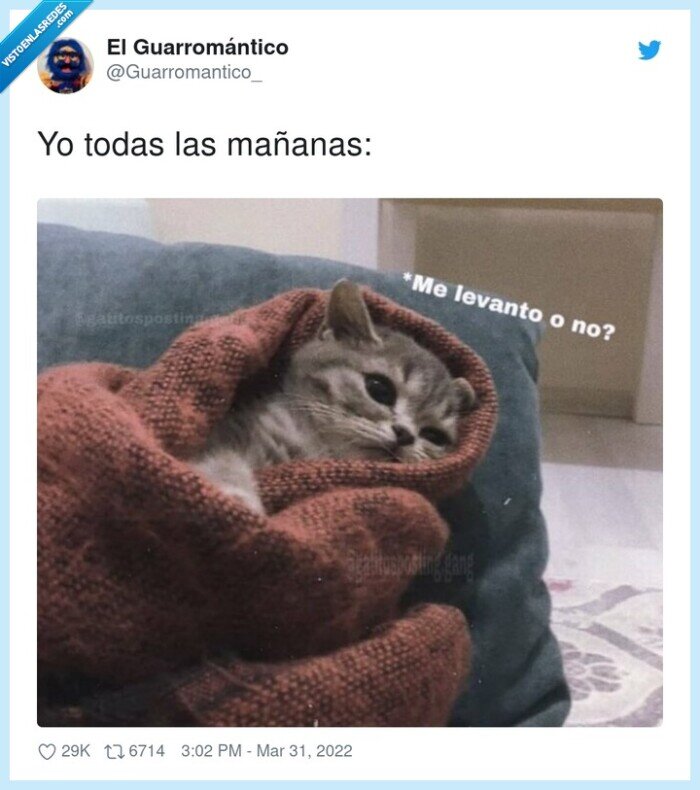 mañanas,todas,levantarse,gato