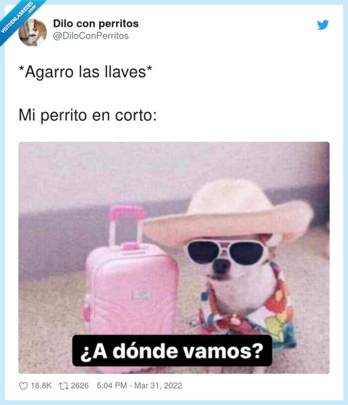 llaves,perrito,esperar,paseo