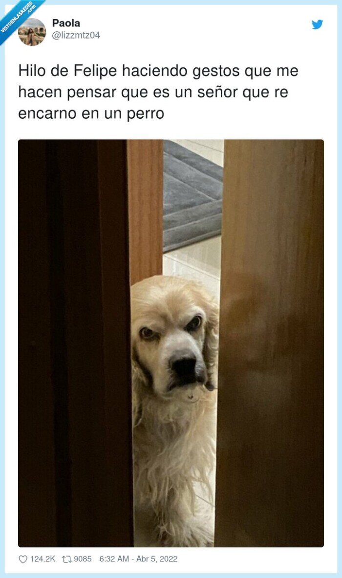 perro,enfadado,felipe,gestos,señor