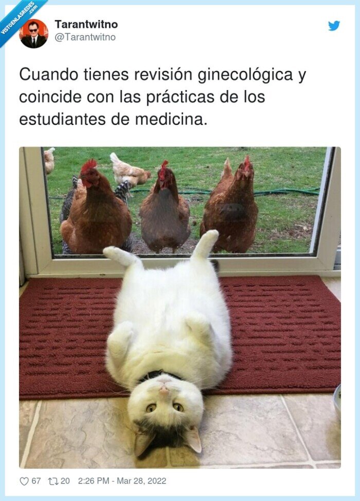 ginecológica,estudiantes,prácticas,revisión,medicina