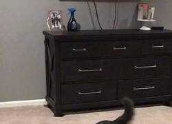 Enlace a Menudo guantazo, por @DiloConPerritos