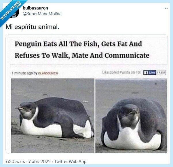 animal,espíritu,pingüino