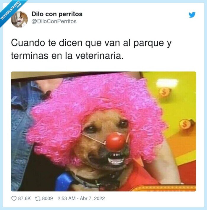 veterinaria,terminar,perro,parque,payaso