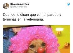 Enlace a Pobres perros engañados, por @DiloConPerritos