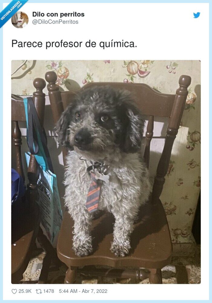 química,profesor,parecer,perro