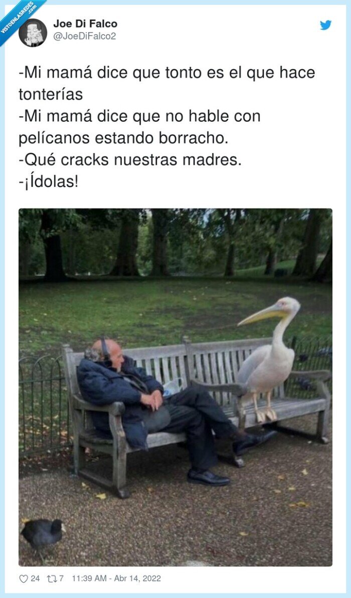 tonterías,pelícanos,borracho,ídolas