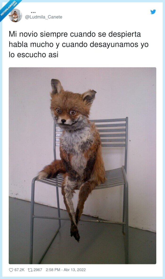 desayunar,despierto,zorro,escuchar,cansado,novio