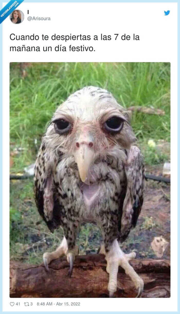 despertar,pronto,mañana,festivo,buho