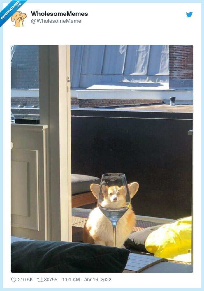 perro,efecto,copa,orejas