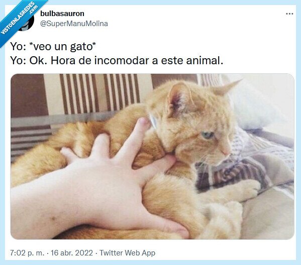 gato,incomodar,animal