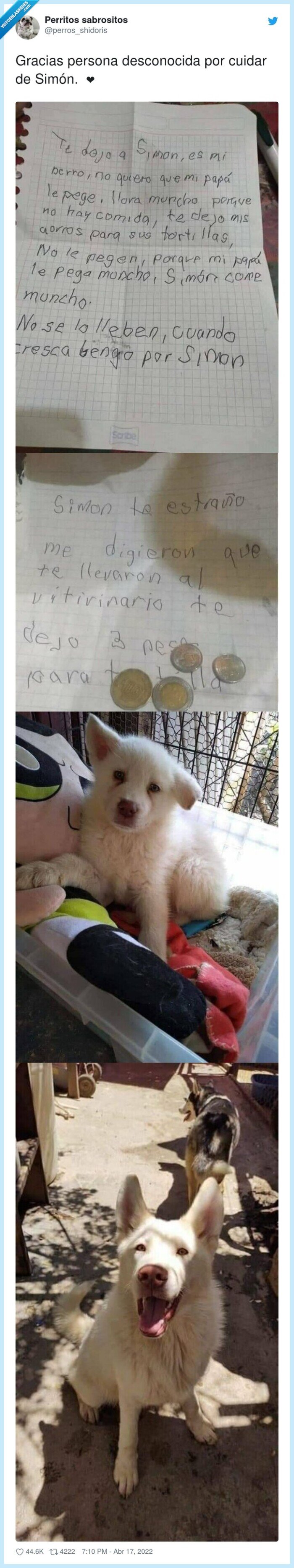 perro,salvar,carta,niño