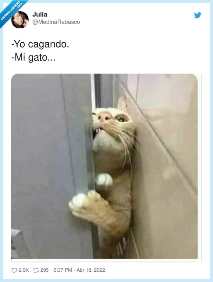cagar,gato