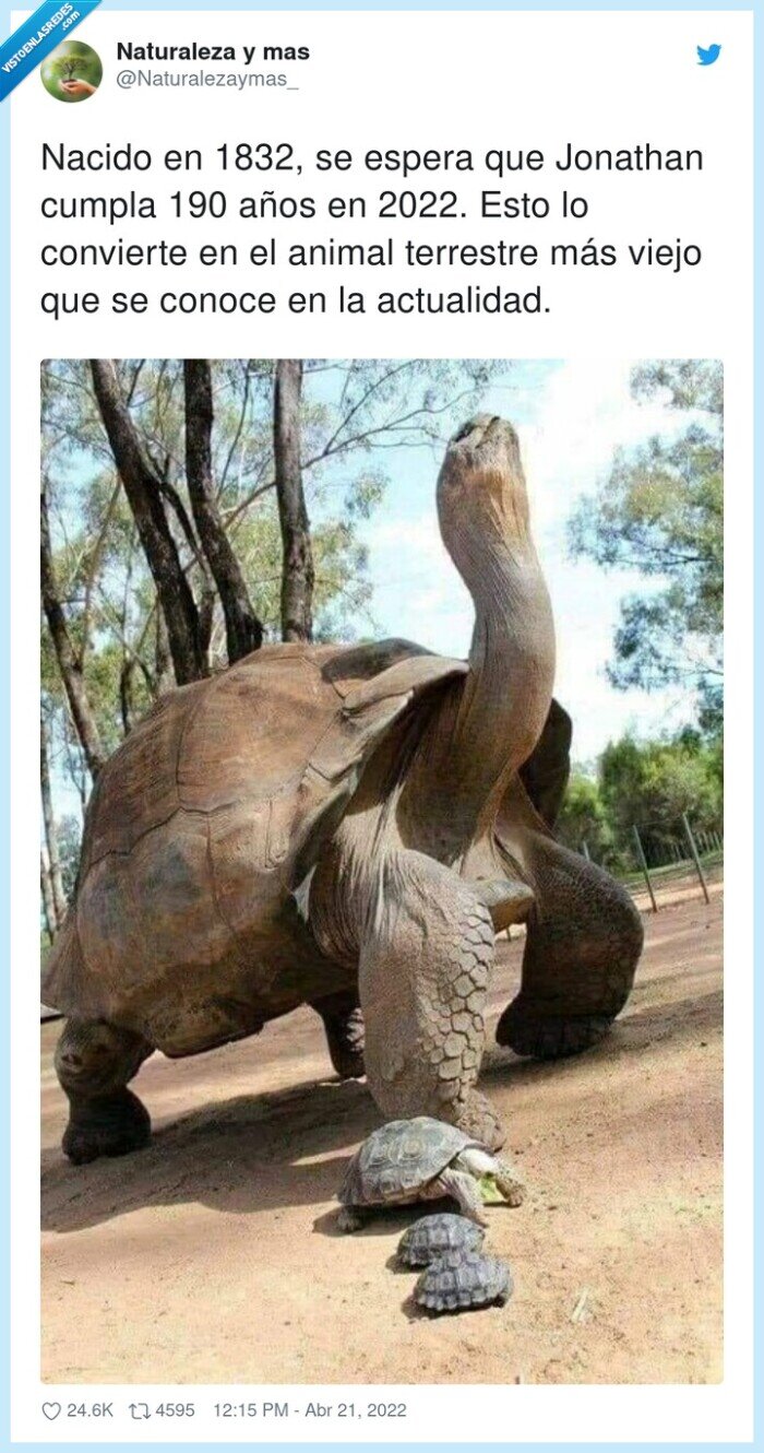 actualidad,tortuga,animal terrestre,jonathan,longevo