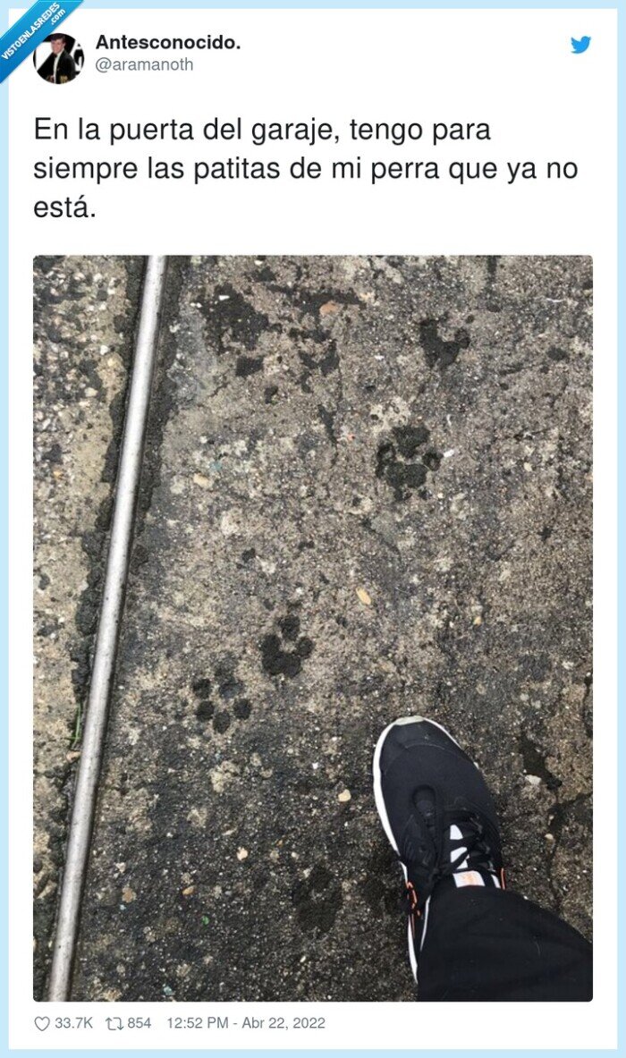 garaje,siempre,patitas,puerta,perra