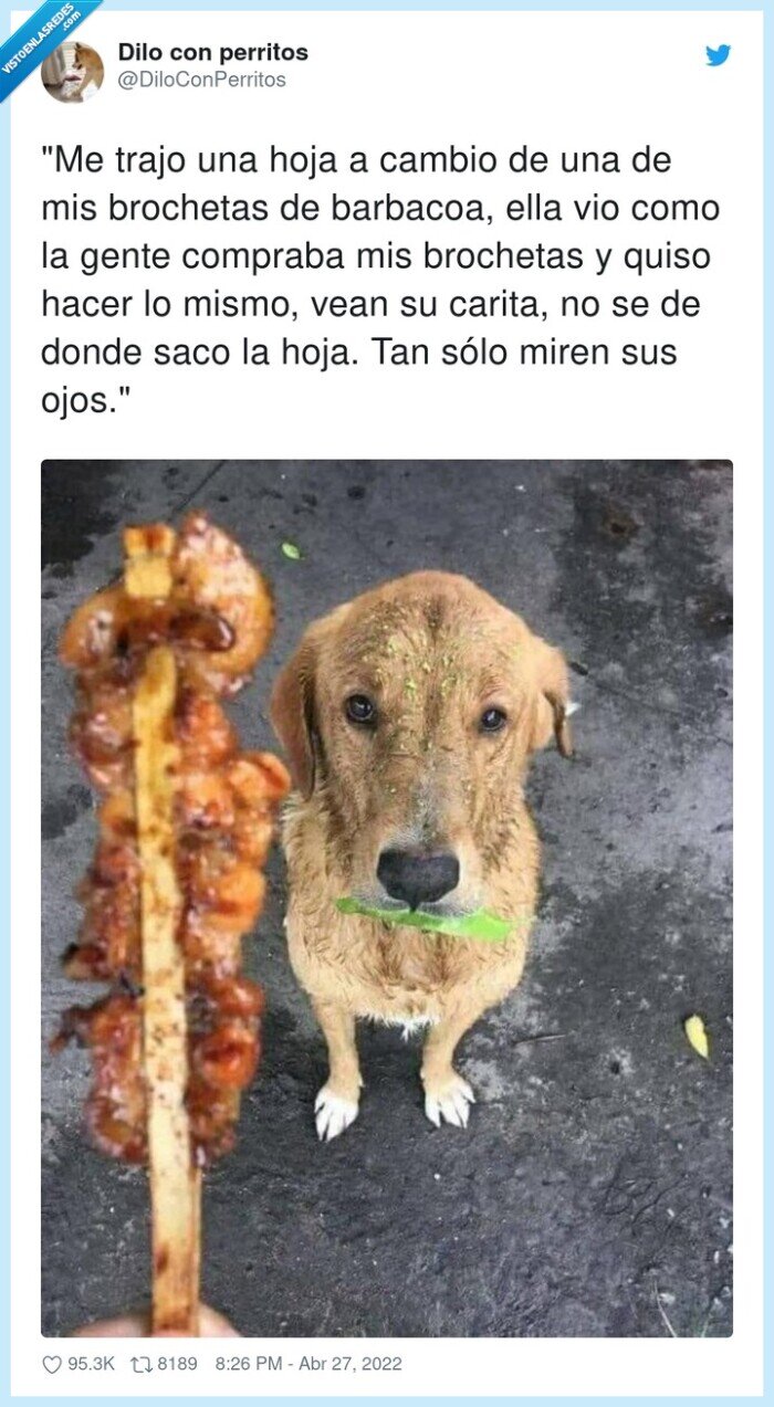 brochetas,barbacoa,comprar,perro