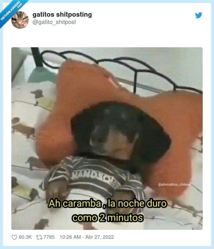 perro,dormir,noche,durar