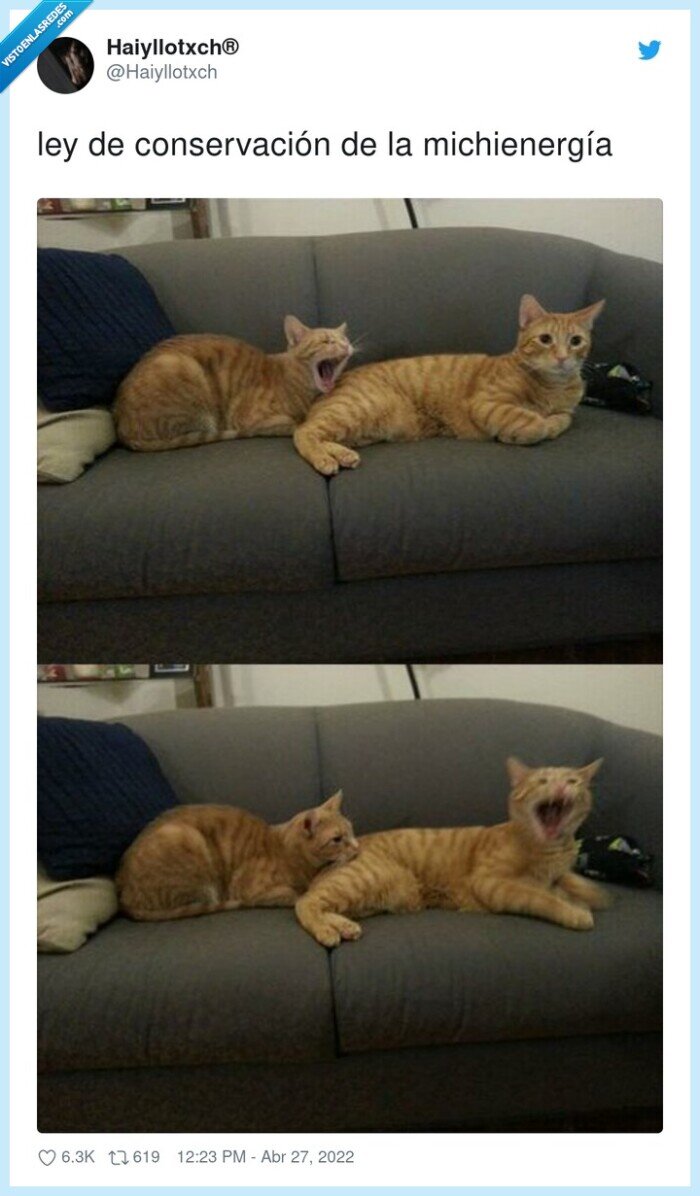 michienergía,conservación,ley,morder,gato