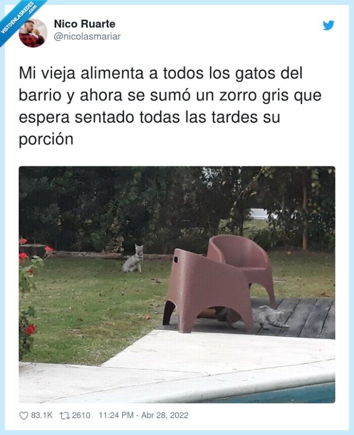 porción,alimentar,zorro,tardes,espera,barrio