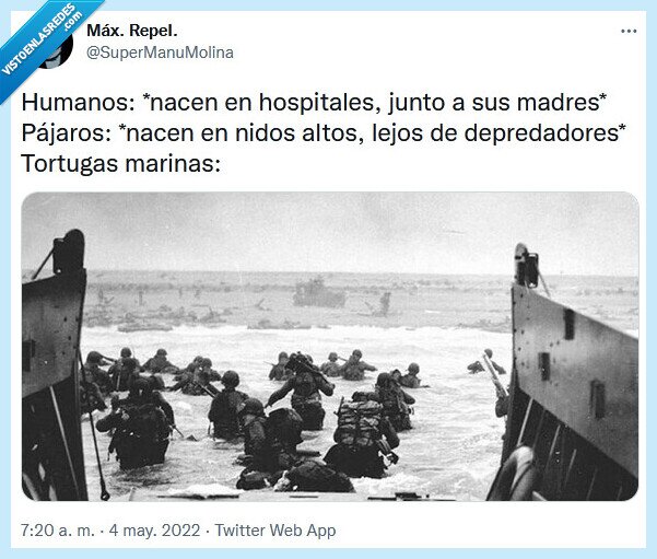 tortugas marinas,humanos,nacer,guerra