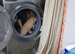 Enlace a Gatos con alma de hamster, por @cctv_idiots
