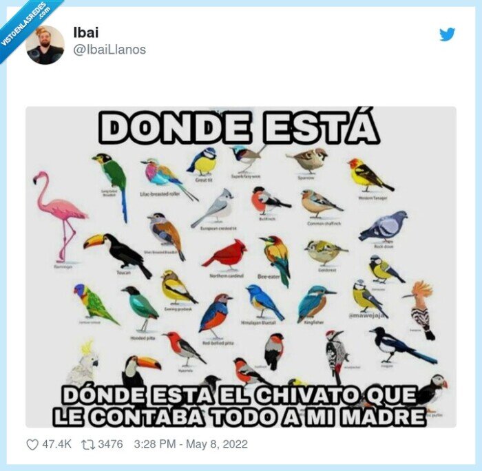 contar,cosas,pajarito,chivato