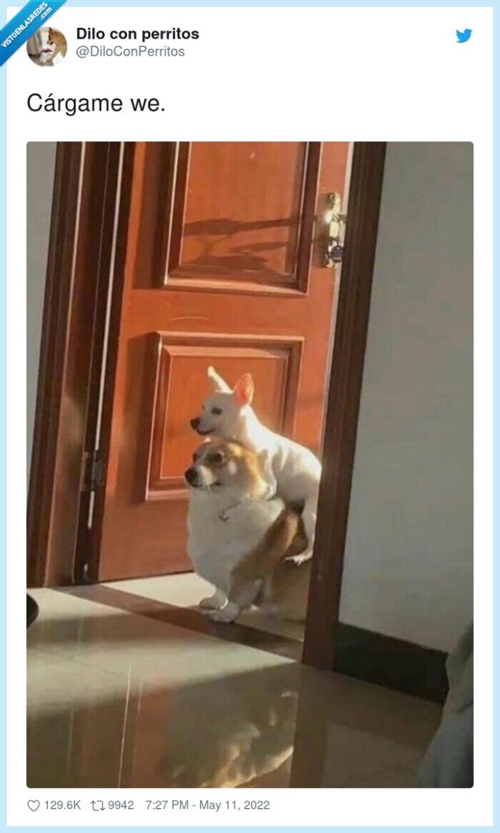 perro,cargar,espalda