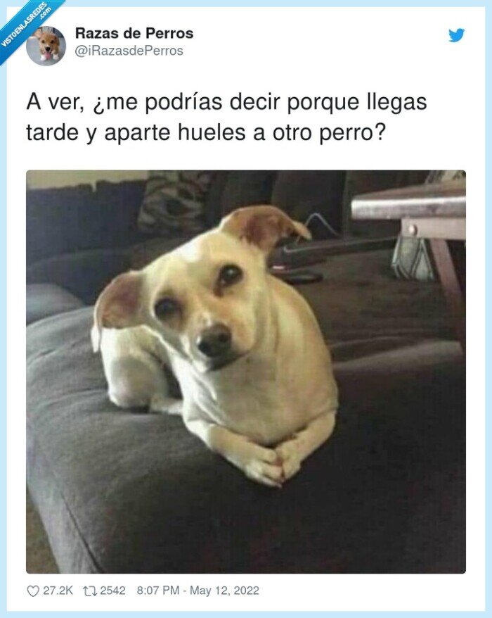 perro,oler