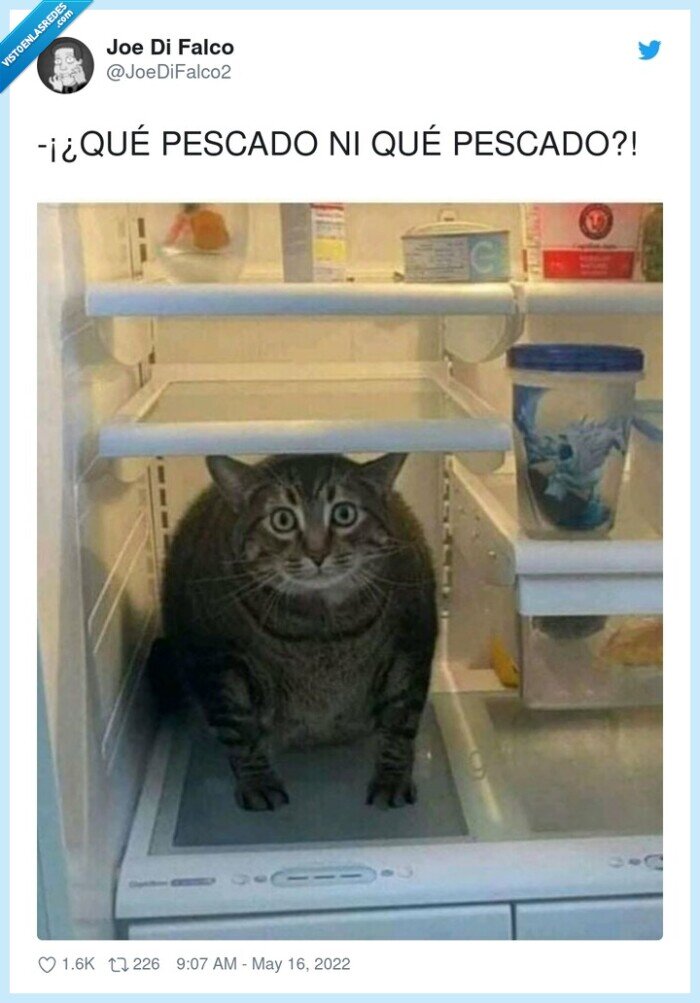 pescado,nevera,gato,comerse