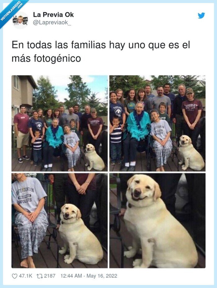 fotogénico,familias,fotos,perro