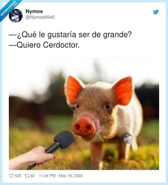 cerdoctor,grande,cerdo,doctor