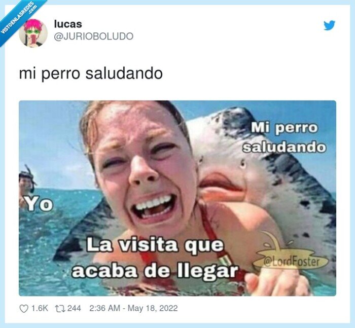 saludar,perro,mantaraya,abalanzarse
