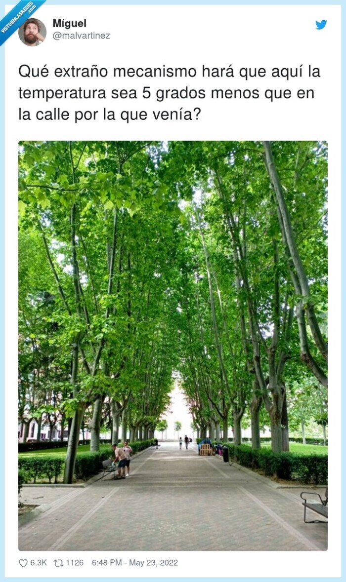 temperatura,mecanismo,arboles,grados,fresco