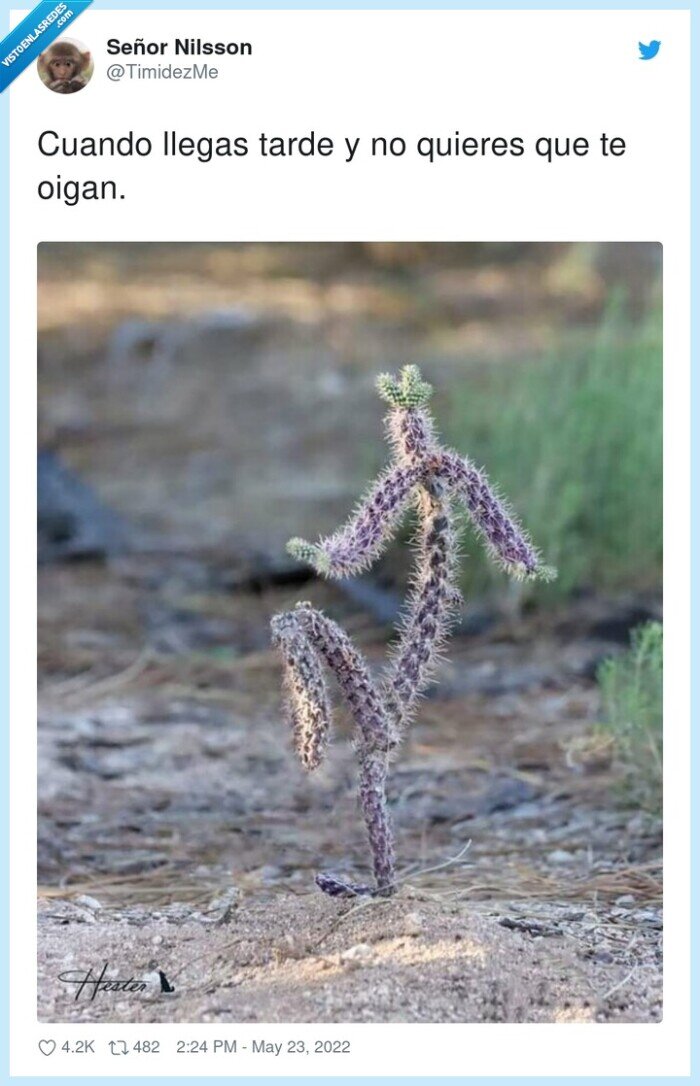 llegar,tarde,puntillas,cactus