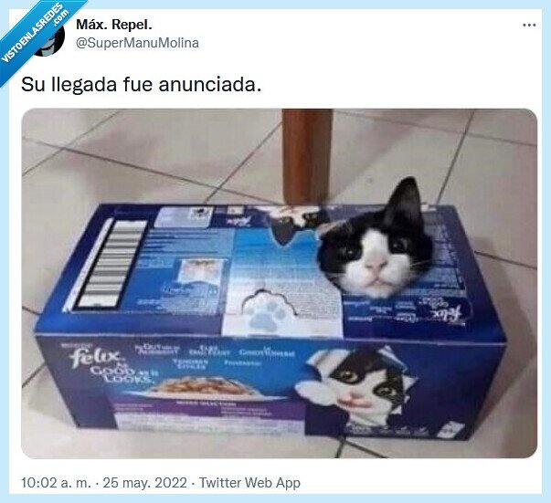 llegada,gato,anunciada