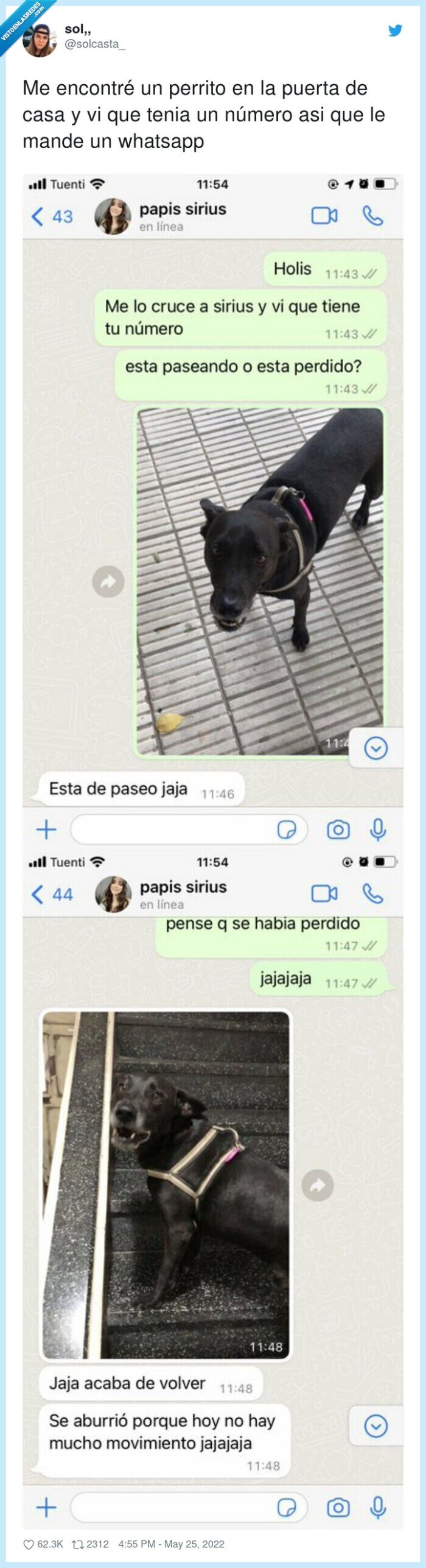 perro,pasear,telefono