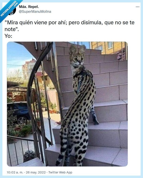 disimular,girar,notar