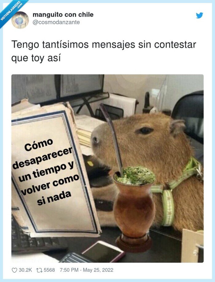 contestar,mensajes,desaparecer,capibara