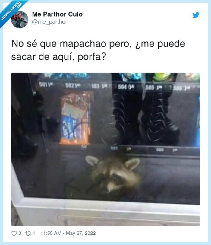 mapache,dentro,máquina expendedora