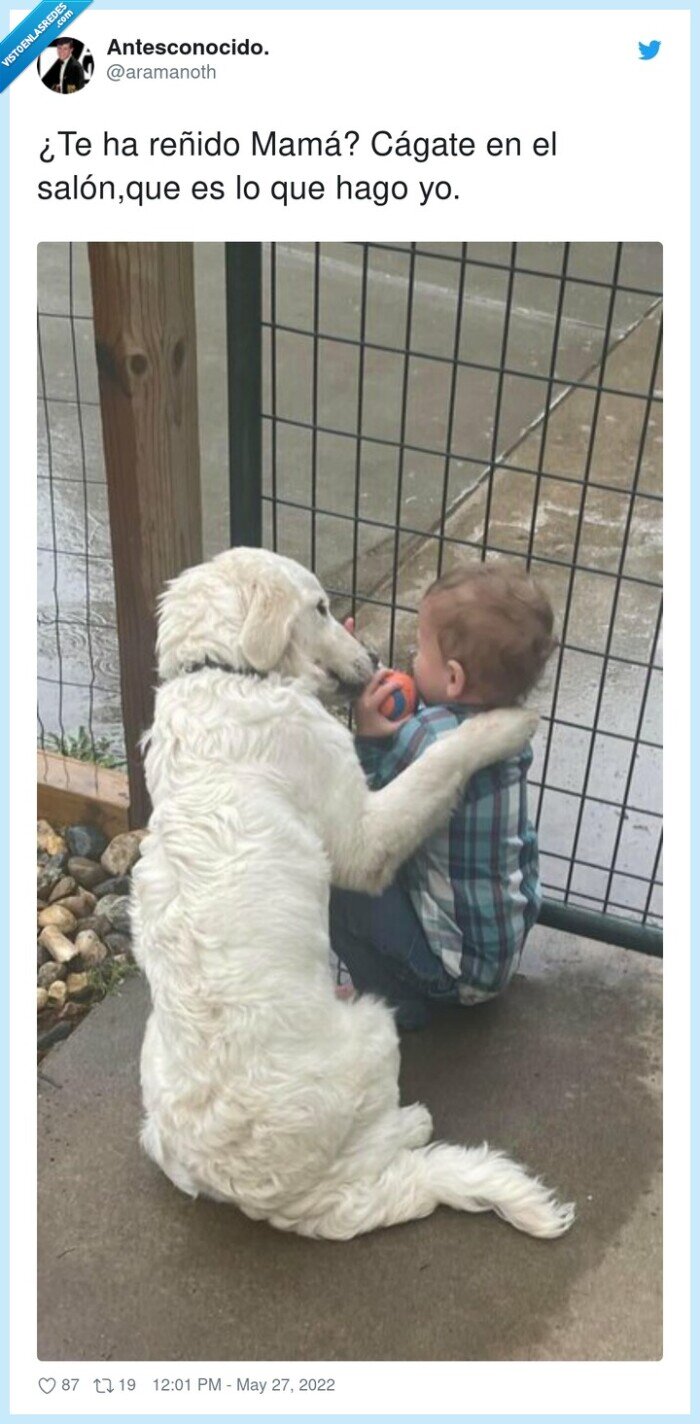 sal&oacute;n,madre,re&ntilde;ido,c&aacute;gate,mam&aacute;,perro