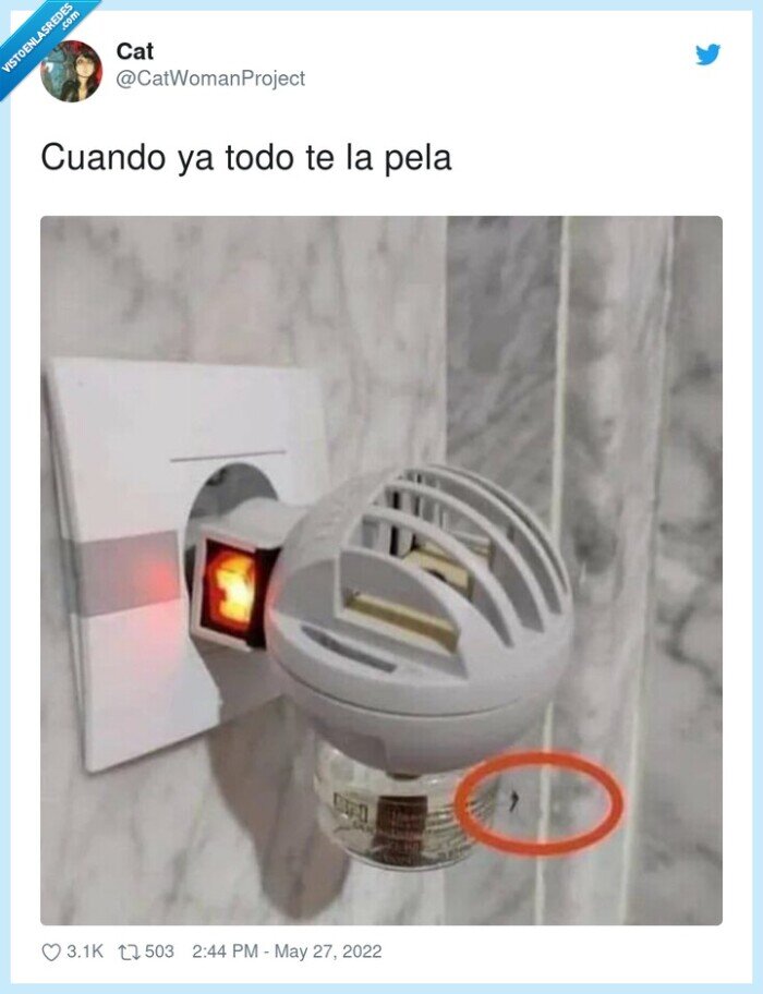 mosquito,cacharro