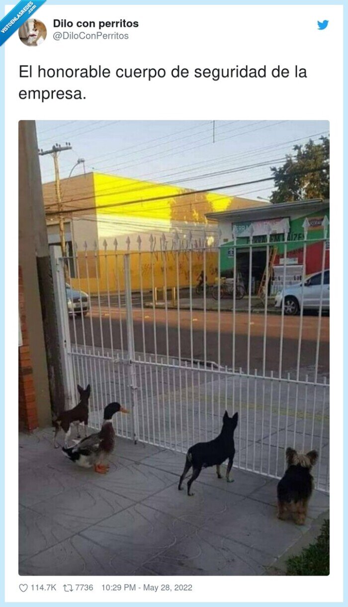 honorable,seguridad,empresa,perros,pato