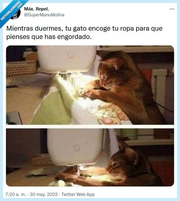 ropa,gato,encoger,dormir