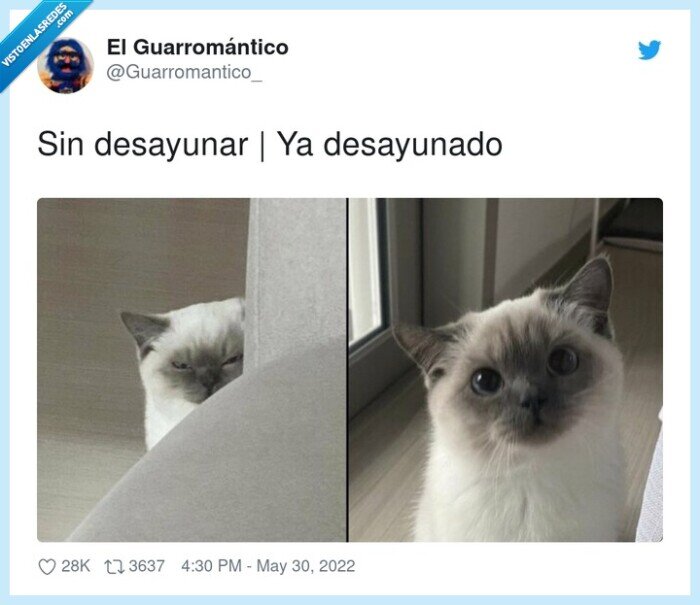 desayunado,desayunar,gato