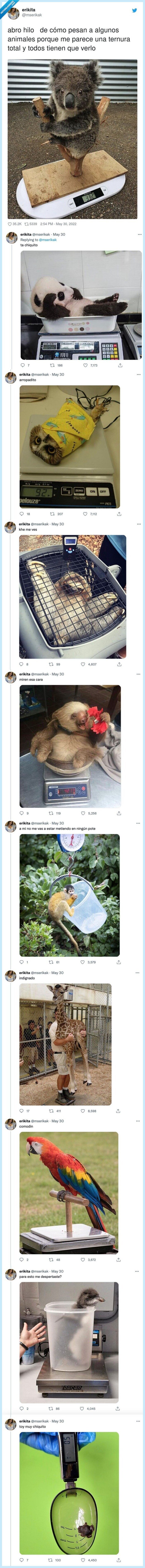 animales,pesar,ternura