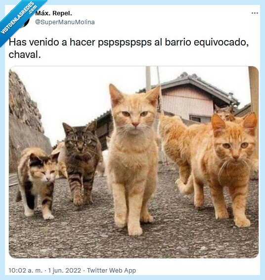 barrio,gatos,pspspsp,llamar