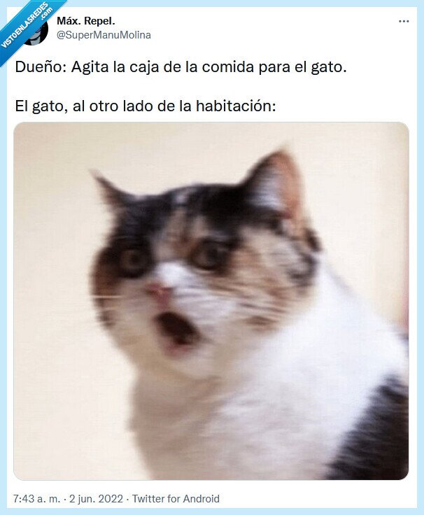 dueño,caja,comida,agitar