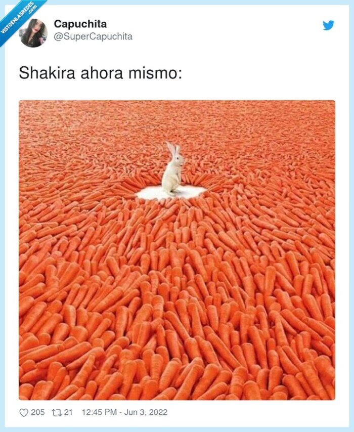 shakira,conejo,zanahorias,pique
