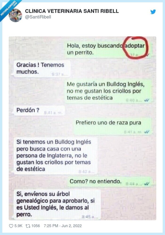 raza,adoptar,perro,mascota,raza pura,inglés